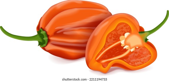 Whole and half of orange habanero chili peppers. Capsicum chinense. Heat chili pepper. Fresh organic vegetables. Vector illustration isolated on white background.