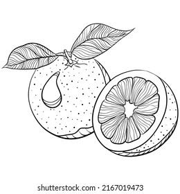 Todo y medio naranja con hojas. Ilustraciones vectoriales en forma de dibujo a mano estilo doodle. Ilustración botánica orgánica aislada en blanco. Cierra los cítricos. Elemento para colorear libro, diseño