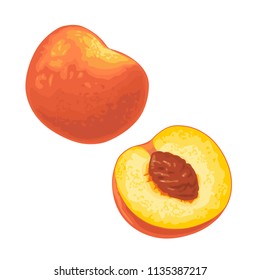 Whole and half peach with seed. Vector color flat illustration for menu, web, poster. Isolated on white background