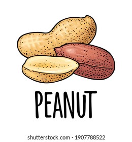 Whole and half peanut seed with and without shell. Vector engraving color vintage illustration. Isolated on white background.