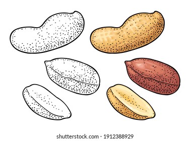Whole and half peanut seed with and without shell. Vector engraving color vintage illustration. Isolated on white background.
