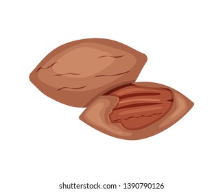 Whole and half pecan nut  vector illustration isolated on white background.