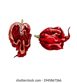 Whole and half pepper carolina reaper. Vector vintage hatching color illustration. Isolated on white background. Hand drawn design