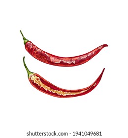 Whole and half pepper cayenne. Vector vintage hatching color illustration. Isolated on white background. Hand drawn design