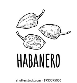 Whole and half pepper habanero. Vector black vintage engraving illustration for menu, poster, label. Isolated on white background. Hand drawn design element