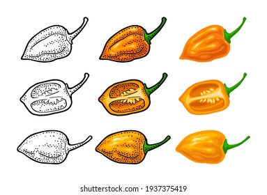 Whole and half pepper habanero. Vector vintage color and monochrome engraving illustration for menu, poster, label. Isolated on white background. Hand drawn design element