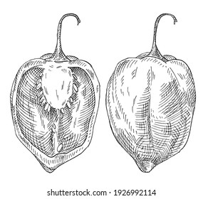 Whole and half pepper habanero. Vintage hatching vector black illustration. Isolated on white background. Hand drawn design