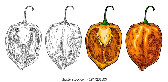 Whole and half pepper habanero. Vintage hatching vector color illustration. Isolated on white background. Hand drawn design