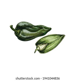 Whole and half pepper poblano. Vector vintage hatching color illustration. Isolated on white background. Hand drawn design