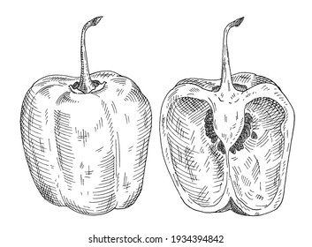 Whole and half pepper rocoto. Vintage hatching vector black illustration. Isolated on white background. Hand drawn design