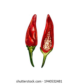 Whole and half pepper tabasco. Vector vintage hatching color illustration. Isolated on white background. Hand drawn design