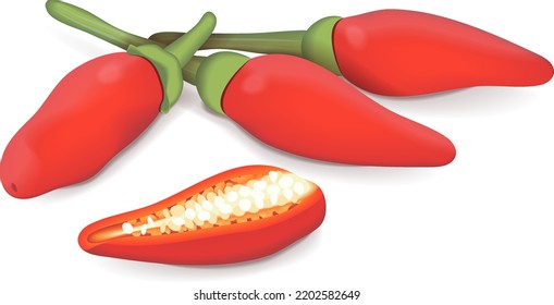 Whole and half of Peri peri peppers. Peri peri peppers. Piri Piri. Piripiri. Pili pili. Bird's eye peppers. Siling labuyo. Fresh organic vegetables. Vector illustration isolated on white background.