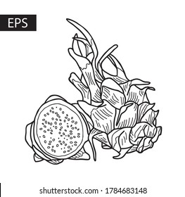 Whole and half of the pitahaya fruit. Hand-drawn vector illustration.