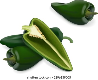 Whole and half of Poblano pepper for banners, flyers, posters, social media. Chili pepper. Ancho. Chile ancho. Capsicum annuum. Organic vegetables. Vector illustration isolated on white background.