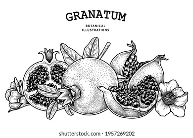 Whole and half of Pomegranate fruit hand drawn sketch retro illustration