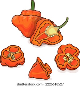 Todo, la mitad y la cuarta parte de pimientos bonnet anaranjados. Capsicum chinense. Pimienta picante. Verduras ecológicas frescas. Estilo de caricatura. Ilustración vectorial aislada en fondo blanco.