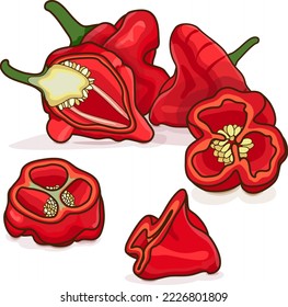 Todo, la mitad y la cuarta parte de pimientos bonnet de whisky rojo. Capsicum chinense. Pimienta picante. Verduras ecológicas frescas. Estilo de caricatura. Ilustración vectorial aislada en fondo blanco.