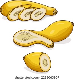 Whole, half, quarter, slices of Crookneck Yellow Squash. Summer squash. Cucurbita pepo. Cucurbitaceae. Fresh fruits and vegetables. Cartoon style. Vector illustration isolated on white background.