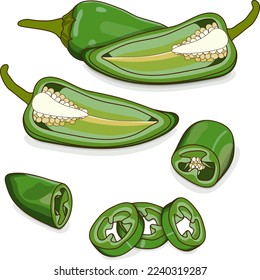 Whole, half, quarter, and slices of Green Fresno chili peppers. Capsicum annuum. Chili pepper. Vegetables. Cartoon style. Vector illustration isolated on white background.