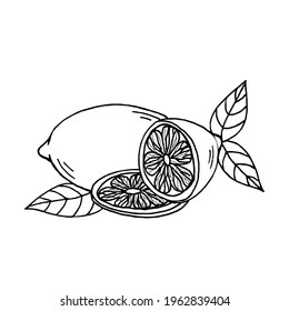 Whole, half and a slice of lemon with leaves on a white background.Vector composition can be used in juice packages, menus,coloring pages, and textiles.