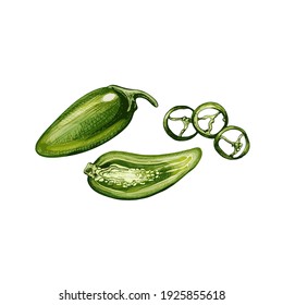 Whole, half and slice pepper jalapeno. Vector vintage hatching color illustration. Isolated on white background.