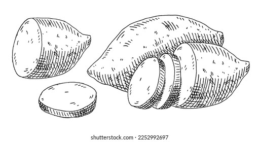 Whole, half and slice sweet potato. Vintage hatching vector black illustration. Isolated on white background.