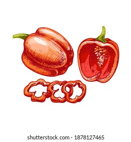 Whole half and slice sweet red bell peppers. Vector vintage hatching color illustration.