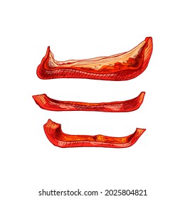 La mitad entera y rebanar pimientos rojos dulces. Ilustración de color de eclosión vectorial. Aislado sobre fondo blanco. Diseño dibujado a mano