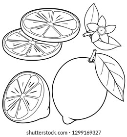 Whole and half sliced lemon fruit, lemon flowers and leaves. Vector black and white coloring page.
