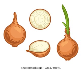 Whole, half and sliced onion. Vector illustration of an onion isolated on a white background.