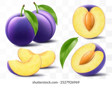 Entero, medio y cortado en rodajas de ciruela con hoja. Ciruela dulce con piedra aislada sobre fondo transparente. Frutas púrpuras ovaladas, ciruelas, bayas naturales, alimentos orgánicos frescos. Vector realista 3d ilustración