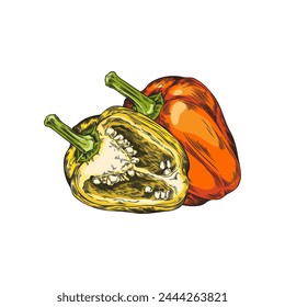 Whole and half sliced red bell peppers vector sketch. Hand drawn illustration of ripe farm vegetable isolated on white. Salad ingredient, natural healthy organic plant food