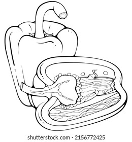 Whole and half standing and lying paprika pepper. Vector illustrations in hand drawn sketch doodle style. Line art botanical food isolated. Close up vegetable. Element for coloring book, design, print