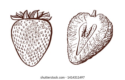 Whole and half of strawberry. Hand drawn strawberries. Vintage engraving illustration for logotype, poster, web.