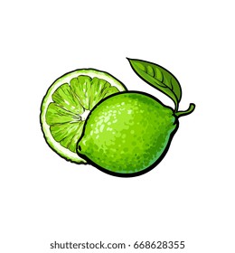 Whole and half unpeeled ripe green lime, sketch style vector illustration on white background. Hand drawn whole and sliced juicy lime fruit with fresh green leaf