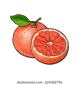 Whole and half unpeeled ripe pink grapefruit, sketch style vector illustration on white background. Hand drawn whole and sliced juicy grapefruit fruit with fresh green leaf