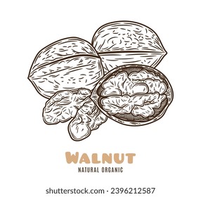 Whole and half walnut pieces, walnut kernels illustration