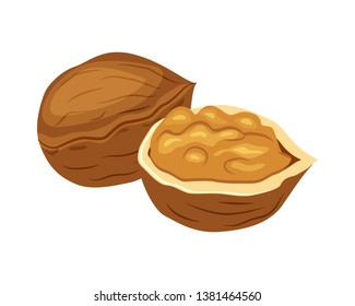 Whole and half walnut vector illustration isolated on white background.