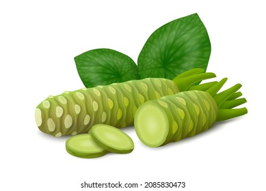 Whole and half wasabi (Japanese horseradish) roots with two slices and leaves isolated on white background. Realistic vector illustration. Side view.