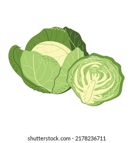 Whole and half white cabbage in a hand-drawn style. Healthy vegetables. Vector isolated illustration on a white background