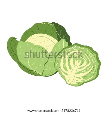Whole and half white cabbage in a hand-drawn style. Healthy vegetables. Vector isolated illustration on a white background