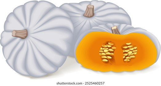 Whole and half of White Valenciano pumpkin. Winter squash. Cucurbita maxima. Fruits and vegetables. Isolated vector illustration.