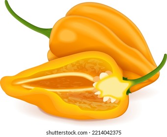 Whole and half of yellow habanero chili peppers. Capsicum chinense. Hot chili pepper. Fresh organic vegetables. Vector illustration isolated on white background.