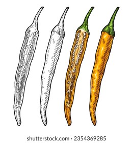 Whole and half yellow pepper cayenne. Vintage engraving vector color illustration. Isolated on white background. Hand drawn design