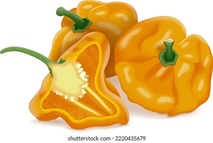 Whole and half of yellow scotch bonnet peppers. Capsicum chinense. Hot chili pepper. Fresh organic vegetables. Vector illustration isolated on white background.