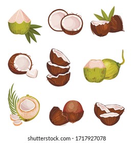 Whole and Halved Coconut with Hard Shell and Fibrous Husk Vector Set