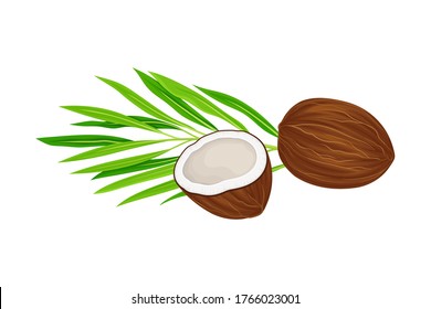 Whole and Halved Coconut with Hard Shell and Fibrous Husk Showing White Inner Flesh and Palm Leaf Vector Illustration