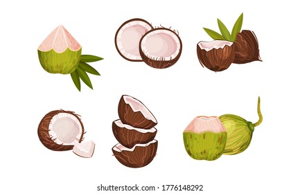 Whole and Halved Coconut with Hard Shell and Fibrous Husk Vector Set