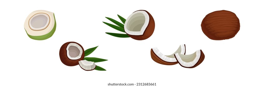 Whole and Halved Coconut Showing Copra Vector Set