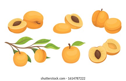 Whole and Halved Juicy Peach Fruit Vector Set